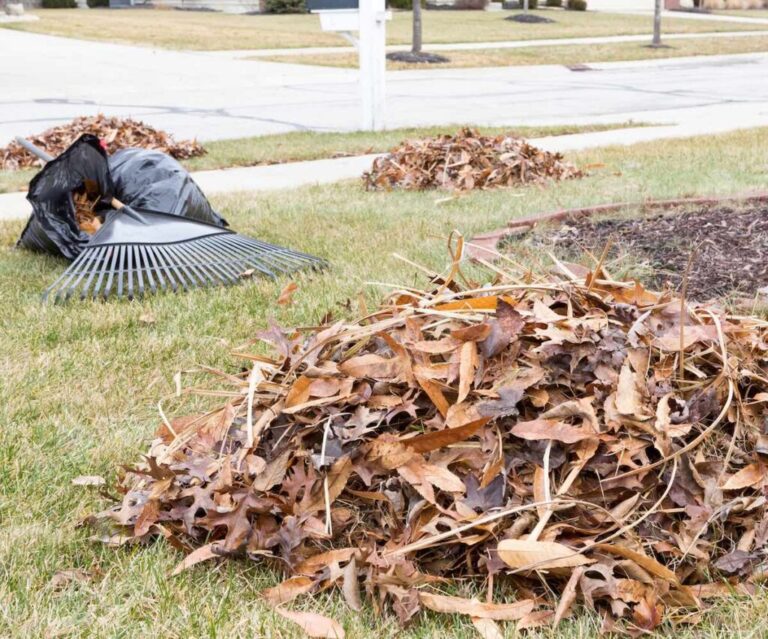 hojas secas monton 1024x852